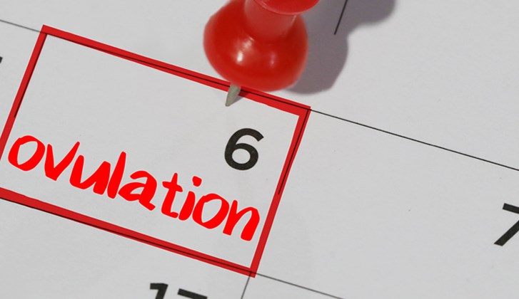 Find your most fertile period with an ovulation test